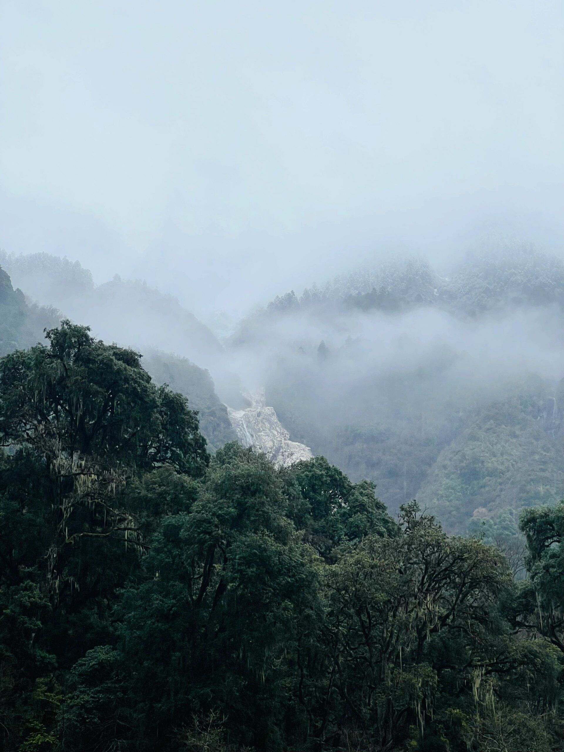 西藏林芝波密原始森林里的野生黑木耳 冬去春来,万物复苏,原始森林里