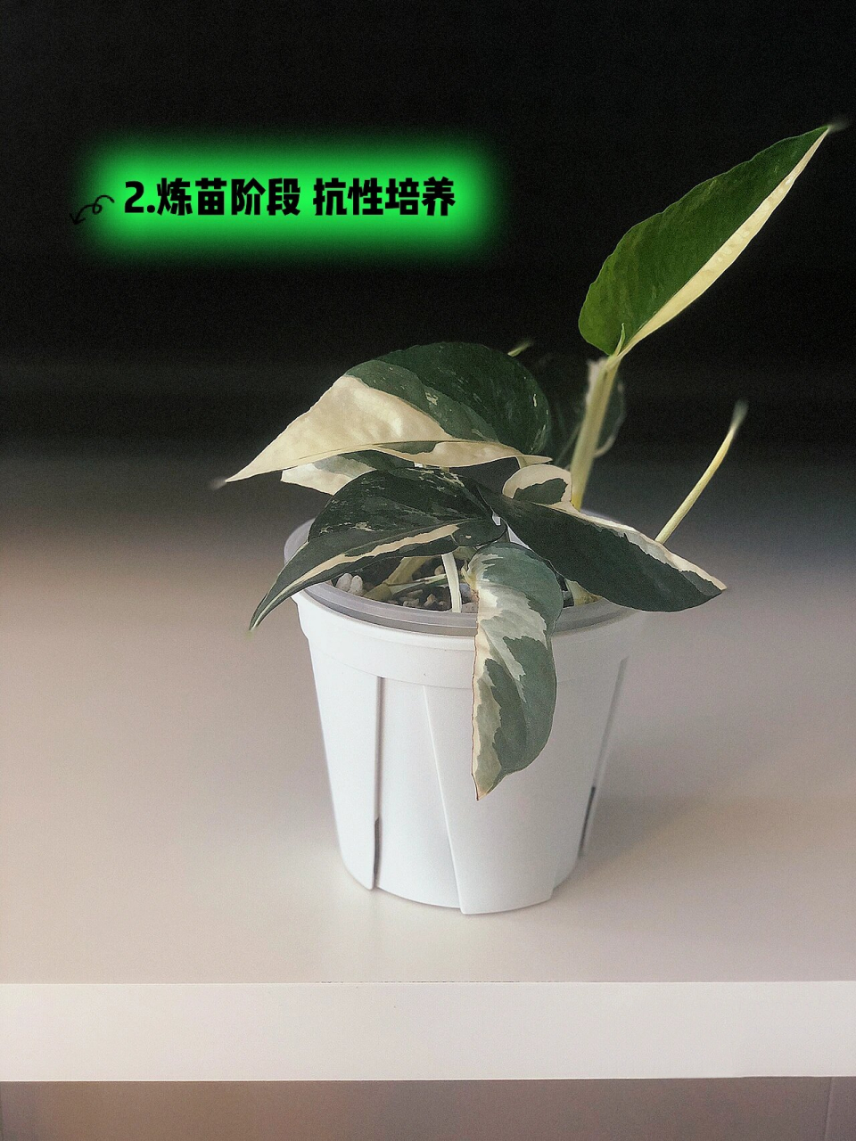 白锦麒麟尾小苗 新手养成 非常顽强的宝藏锦化品种.