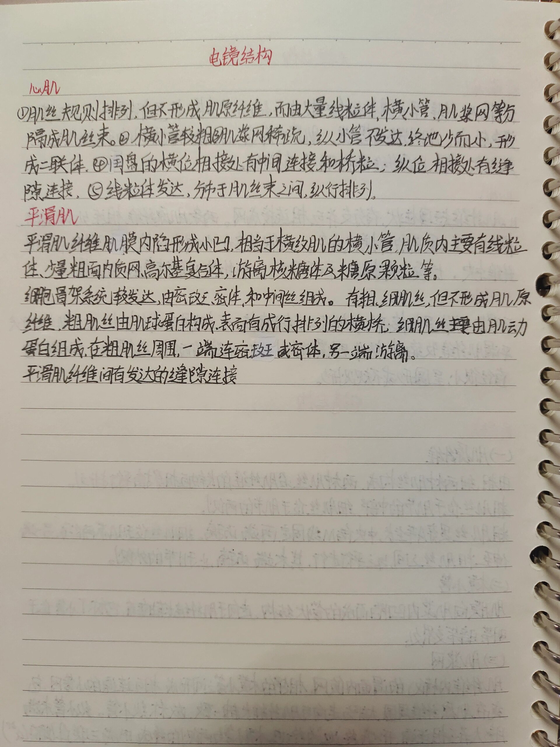 骨骼肌光镜图片