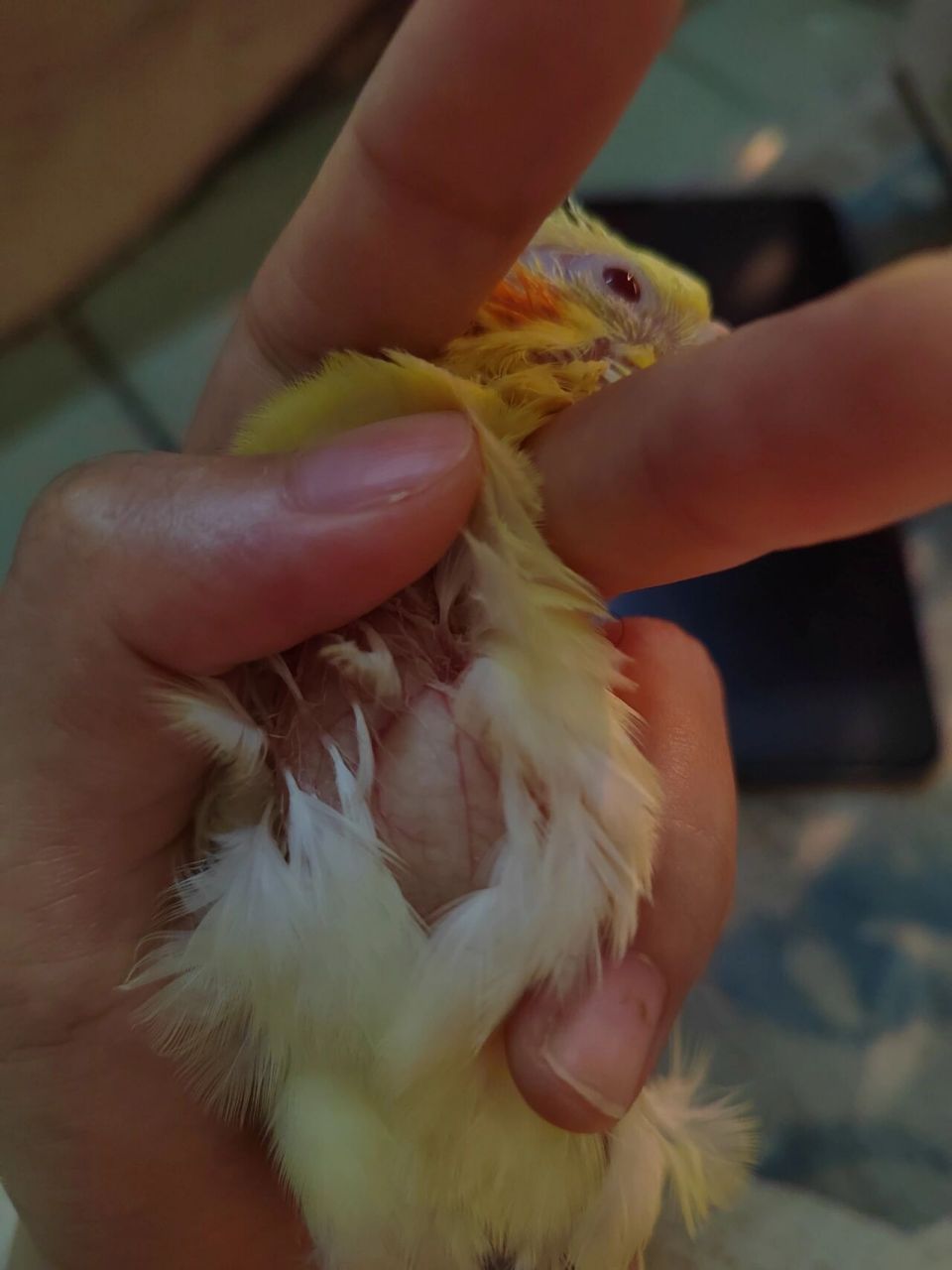 玄凤鹦鹉念珠菌感染用药参考 给大家分享我家小鸡的用药,应急所用.