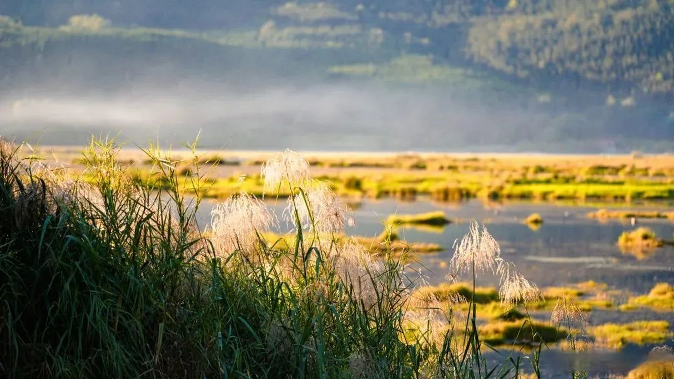 总要去趟腾冲吧# 【腾冲北海湿地:飘浮在水面的草原】保山,襟沧江而