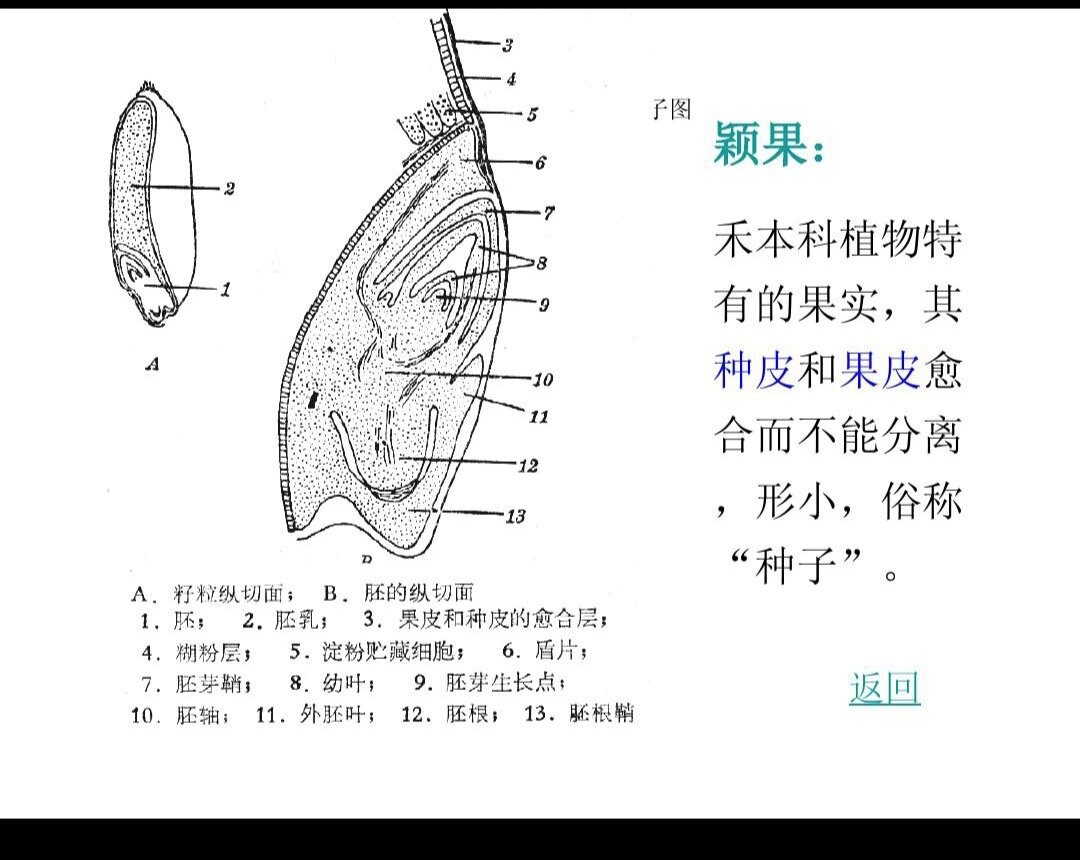 小麦茎横切图结构名称图片