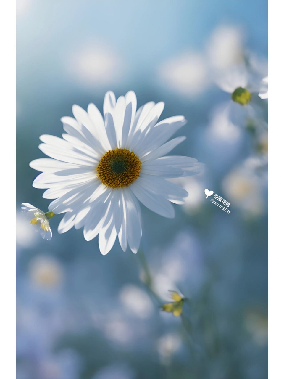 白色小雏菊的花语 #   雏菊花语繁多,其中最主要的还是暗恋,快乐和