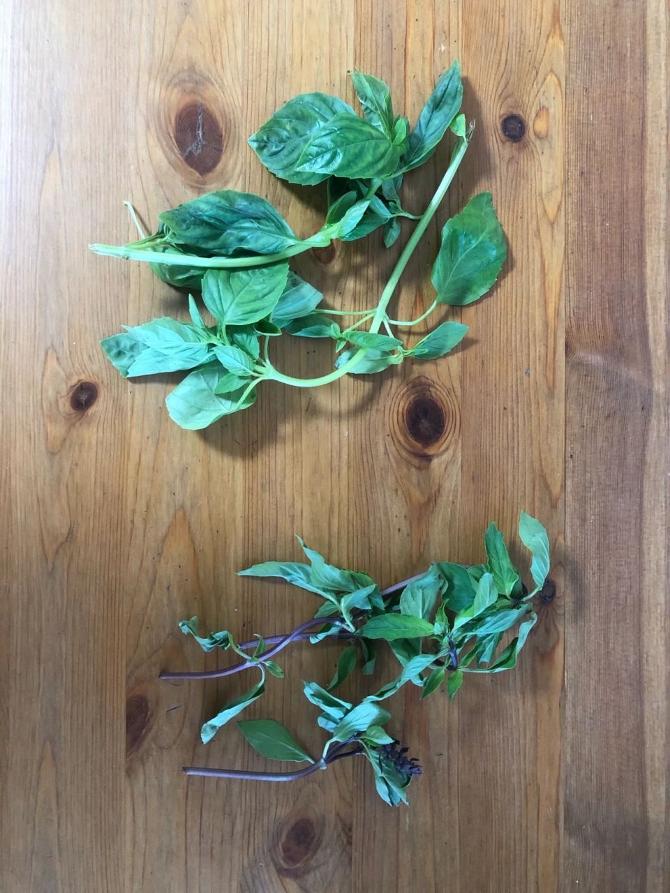 九层塔和罗勒叶对比实物来啦!