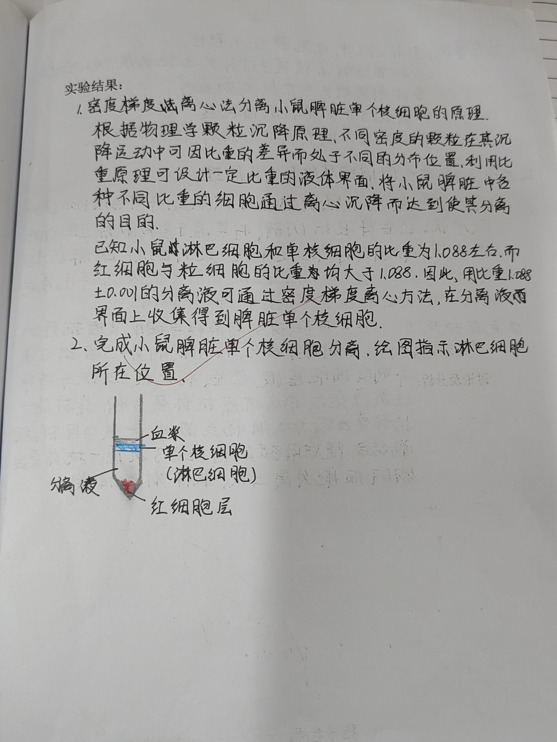 小鼠脾脏手绘图片图片