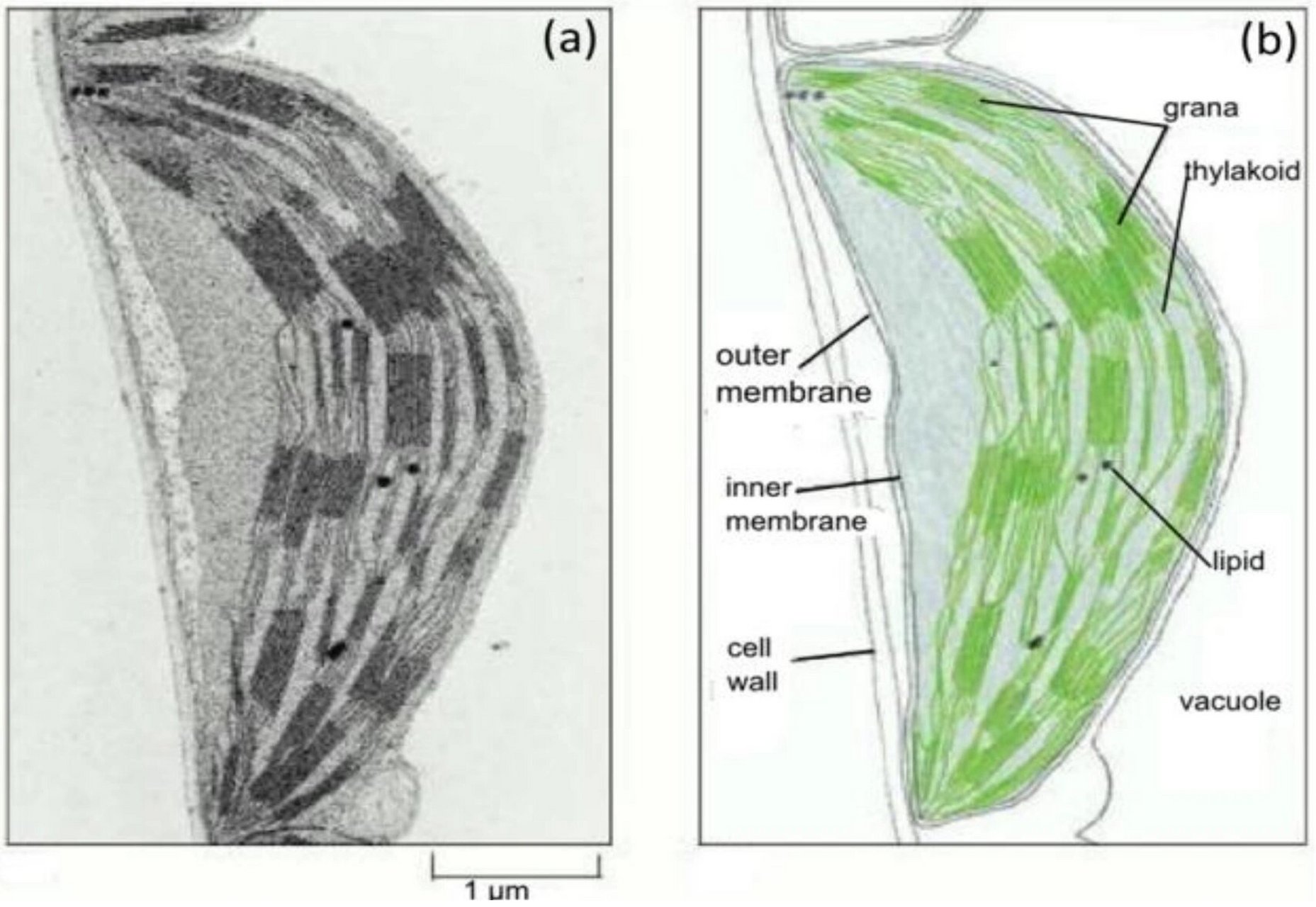 电子显微镜下的细胞器 97图1~3图片来源:histology guide 08