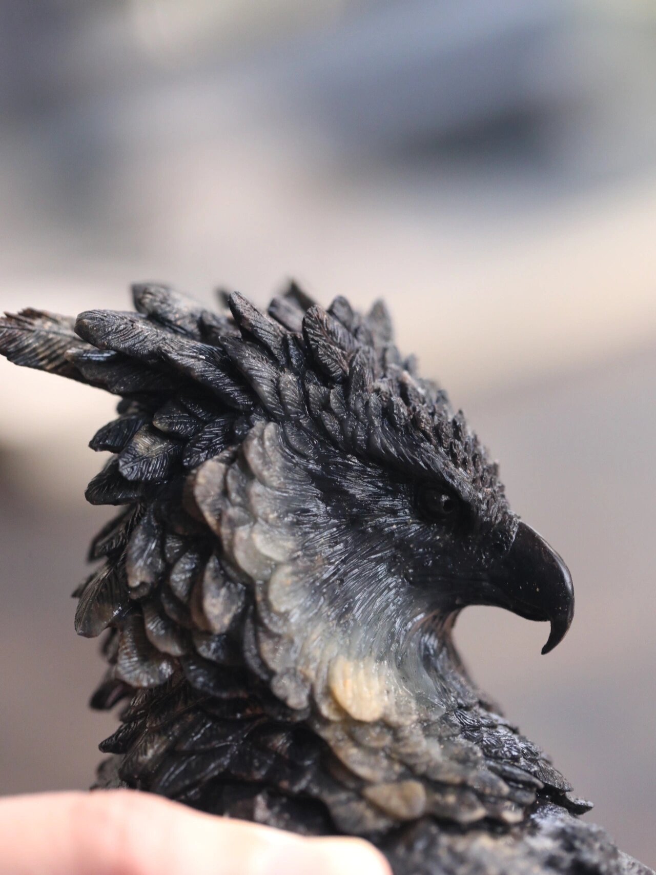 美洲一霸,只有侧颜的——角雕