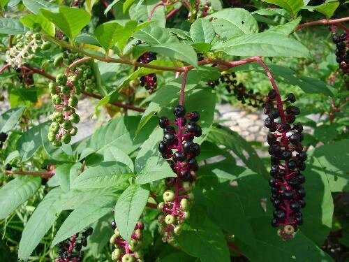 每天认识一种本草植物【商陆】