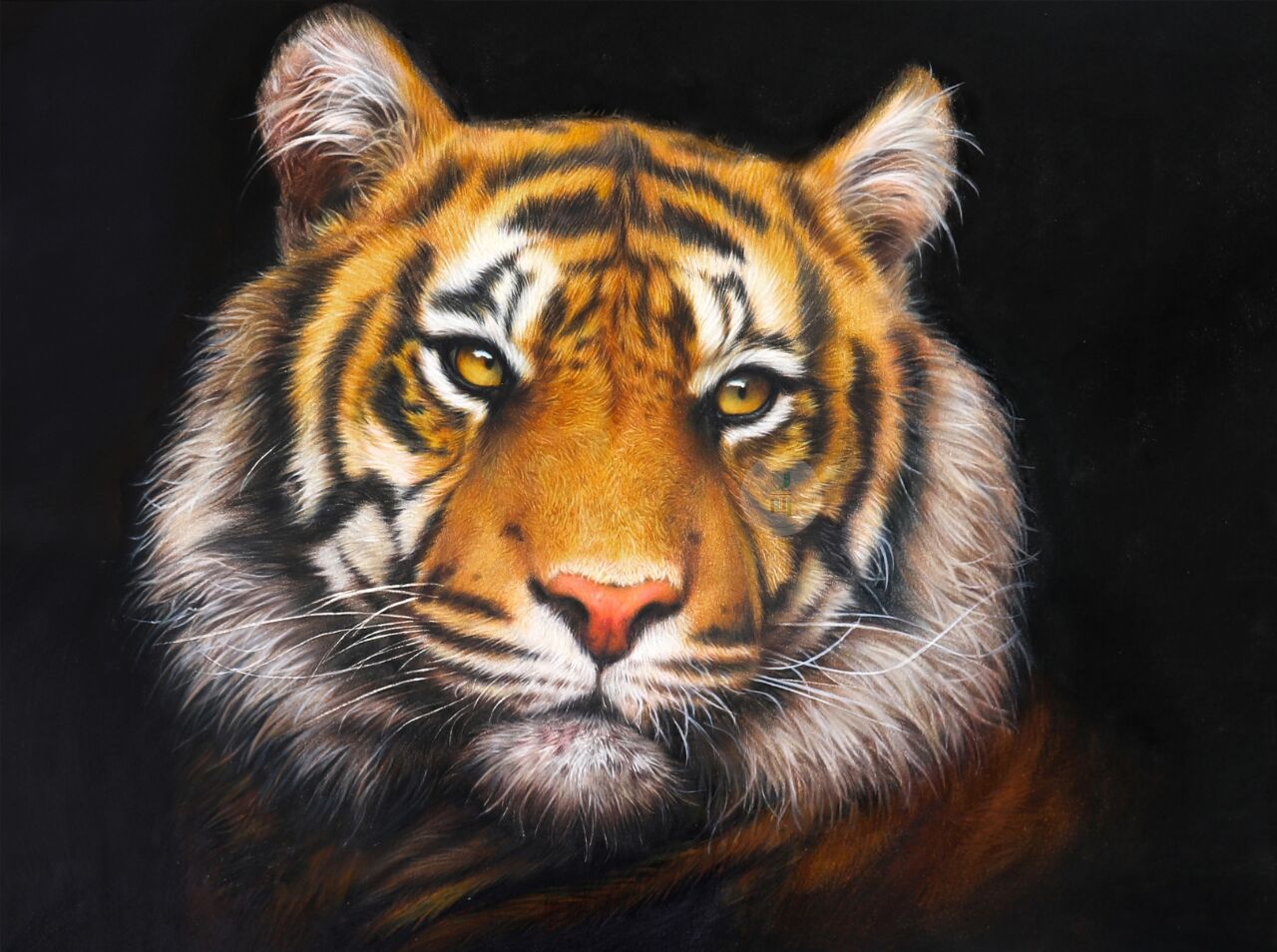 5k图片虎头黄一鸣画家老虎头虎头照片老虎的彩铅图片大全集高清虎头