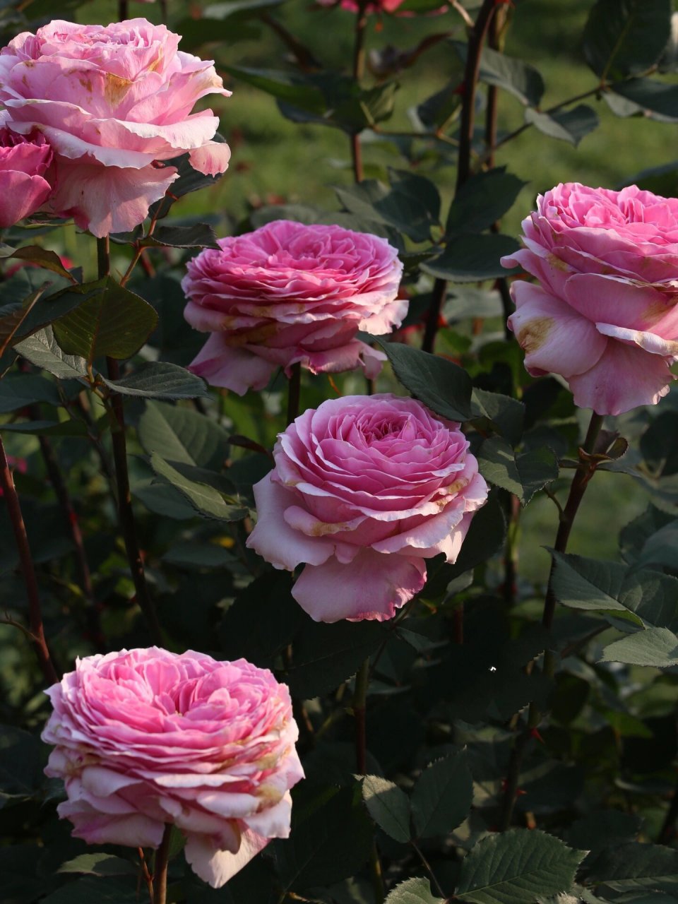 粉色月季76615:禁忌感官 禁忌感官 forbidden parfum 粉色切花