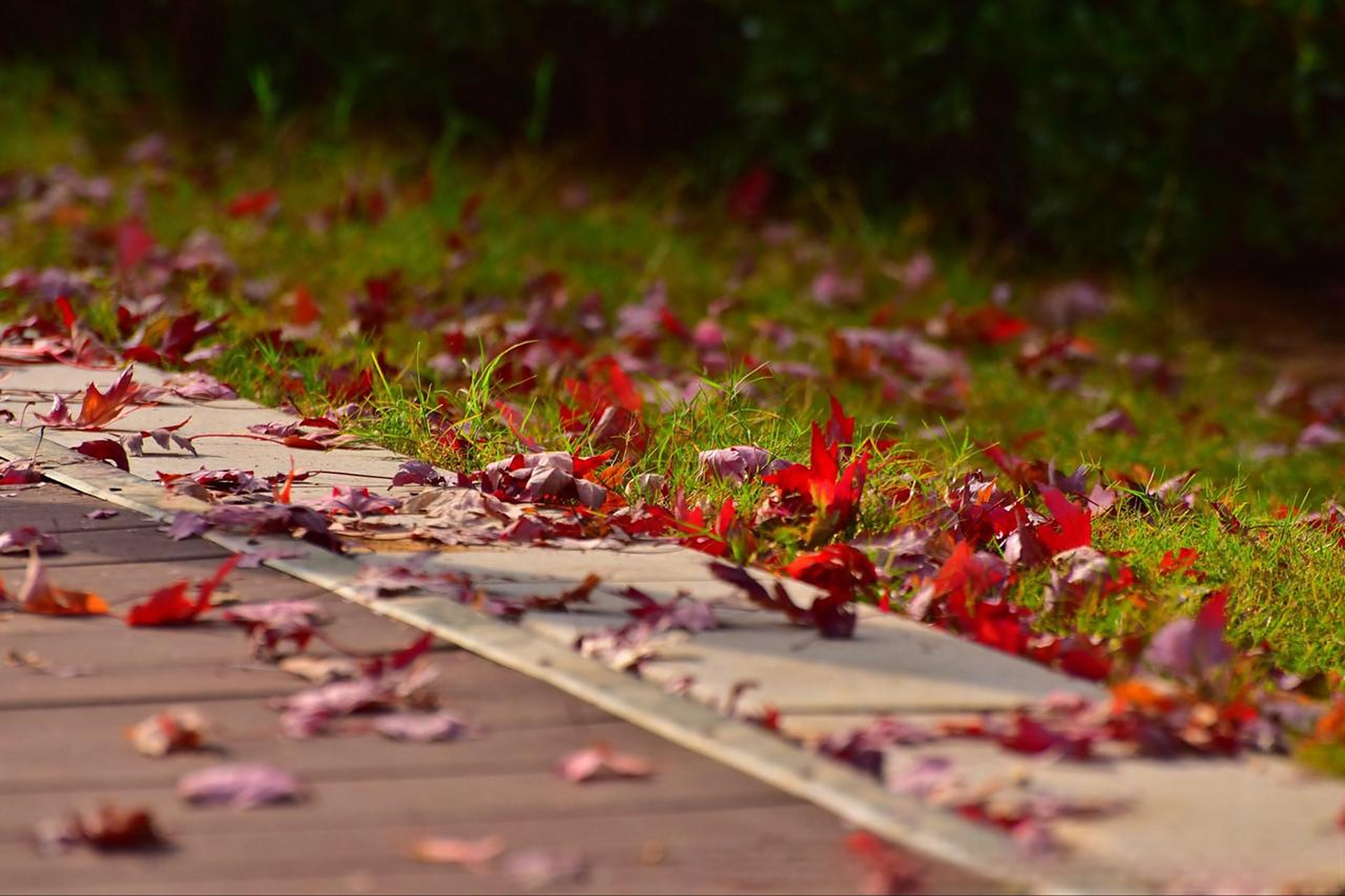 关于秋天的诗词 落红不是无情物,化作春泥更护花.