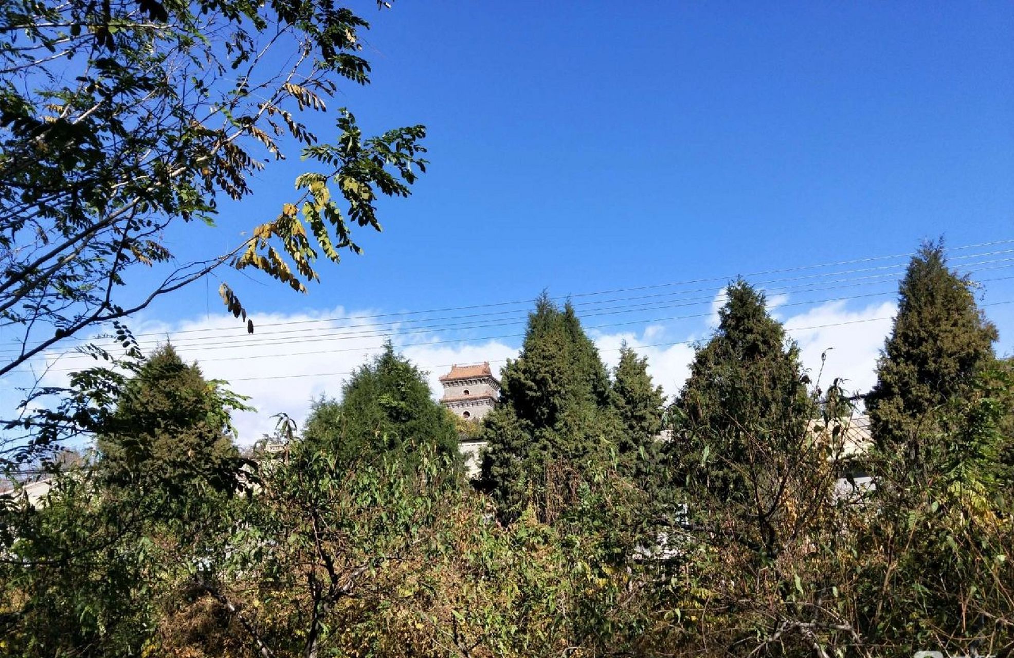 母校——河北省丰润县车轴山中学 车中的秋, 艳丽,端庄.