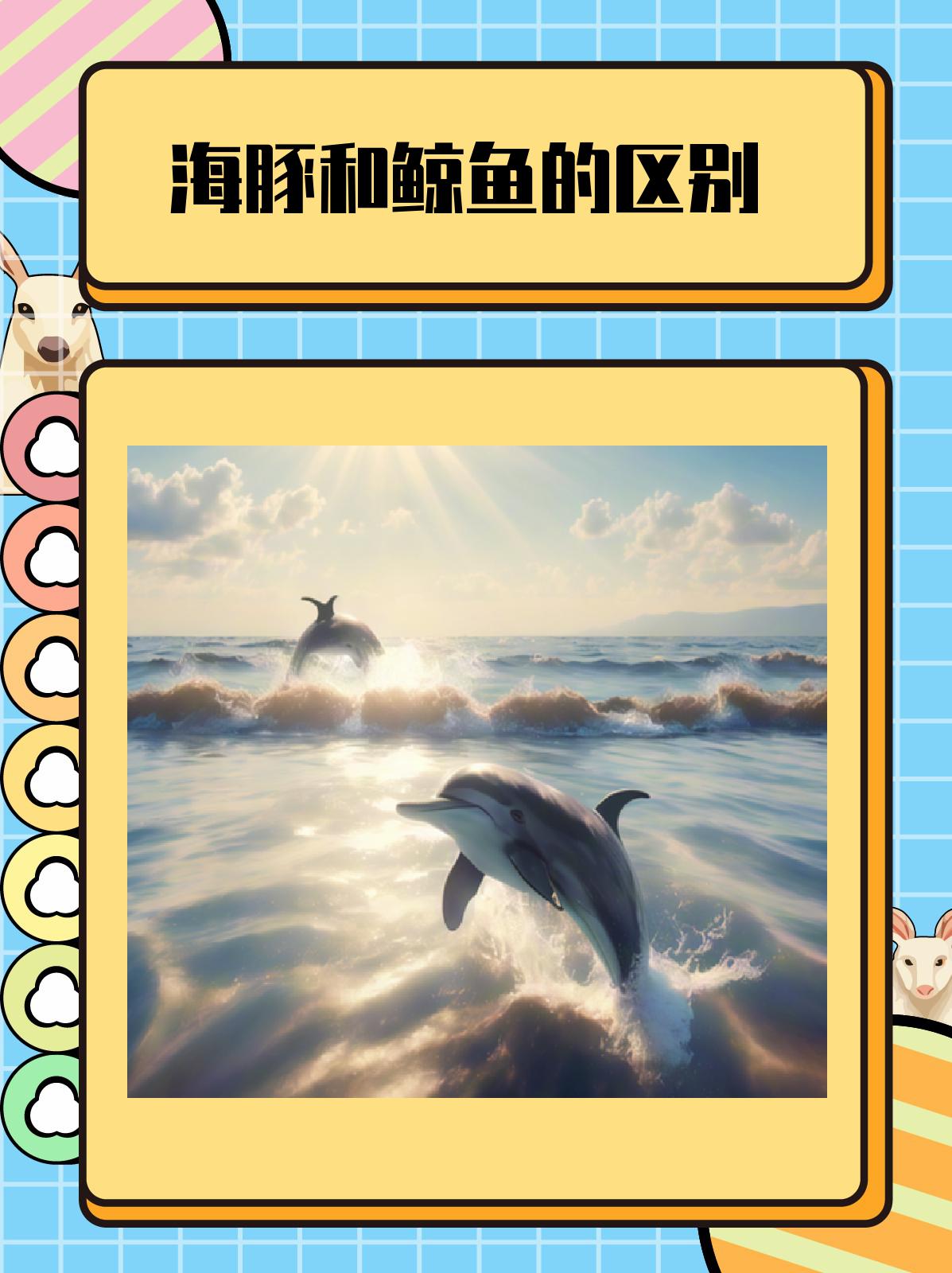 海豚和鲸鱼的区别