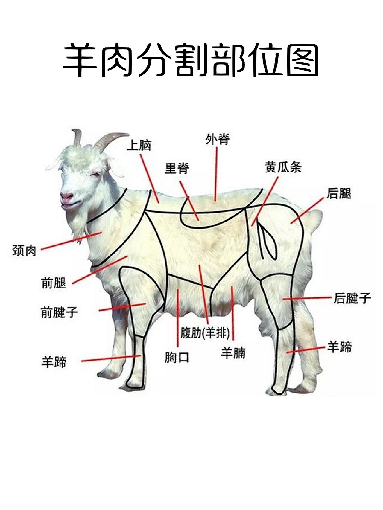 最全羊肉部位图解 建议收藏