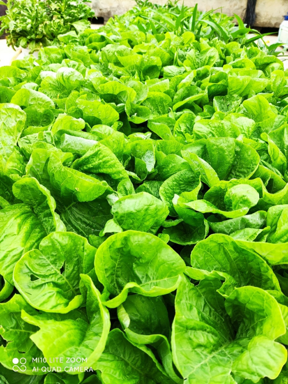 06白苋菜-每天学习一种食材 富含钙与铁,有利于青少年成长