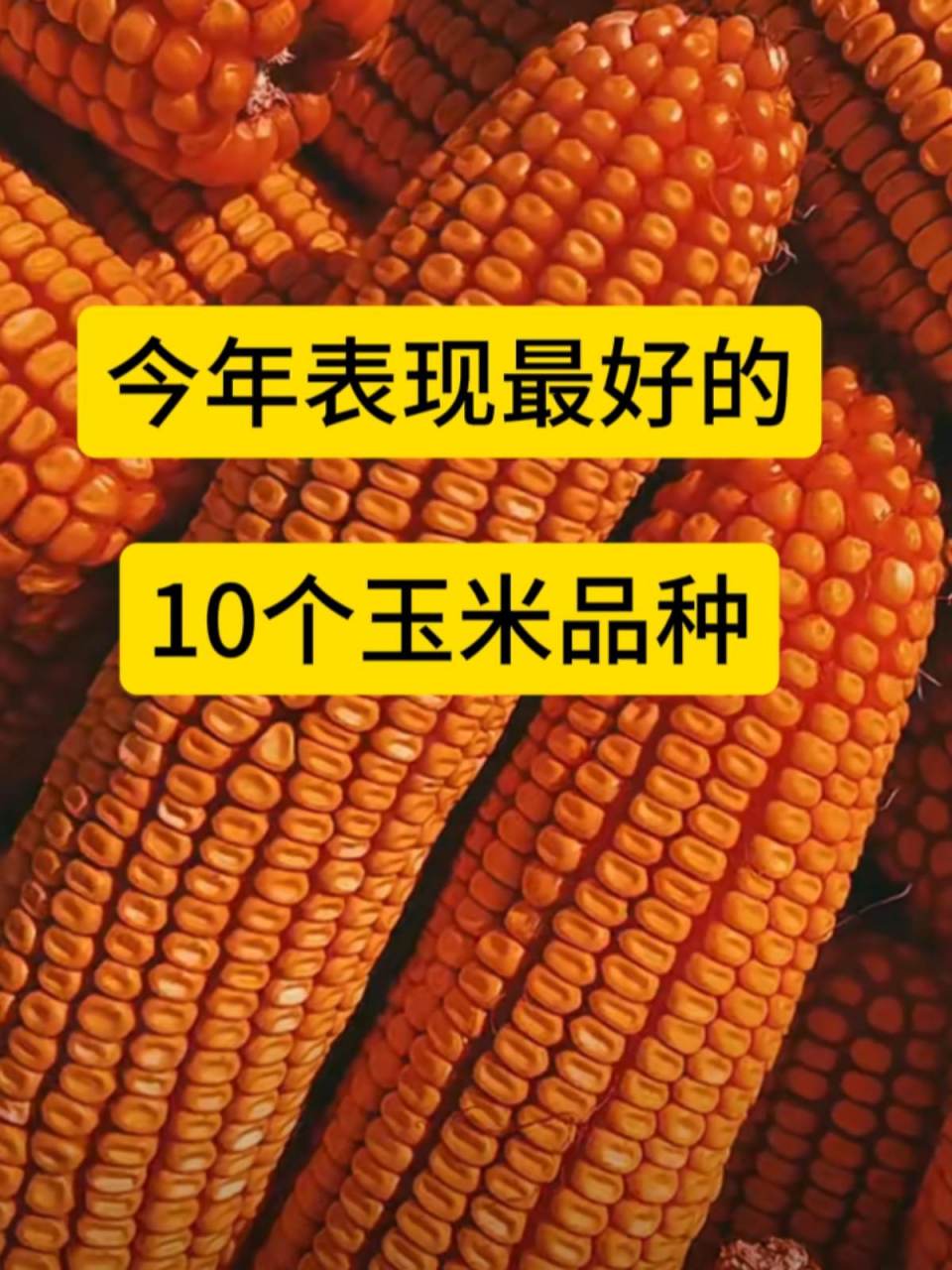 中国十大玉米高产品种图片