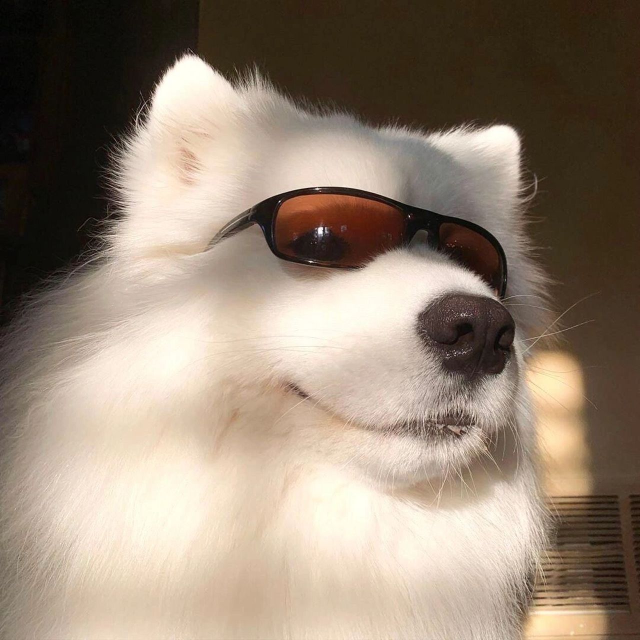 狗狗头像② 一波帅气又可爱的狗狗头像