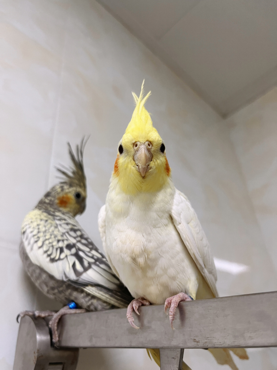 来猜猜p1的排序吧 #玄凤鹦鹉