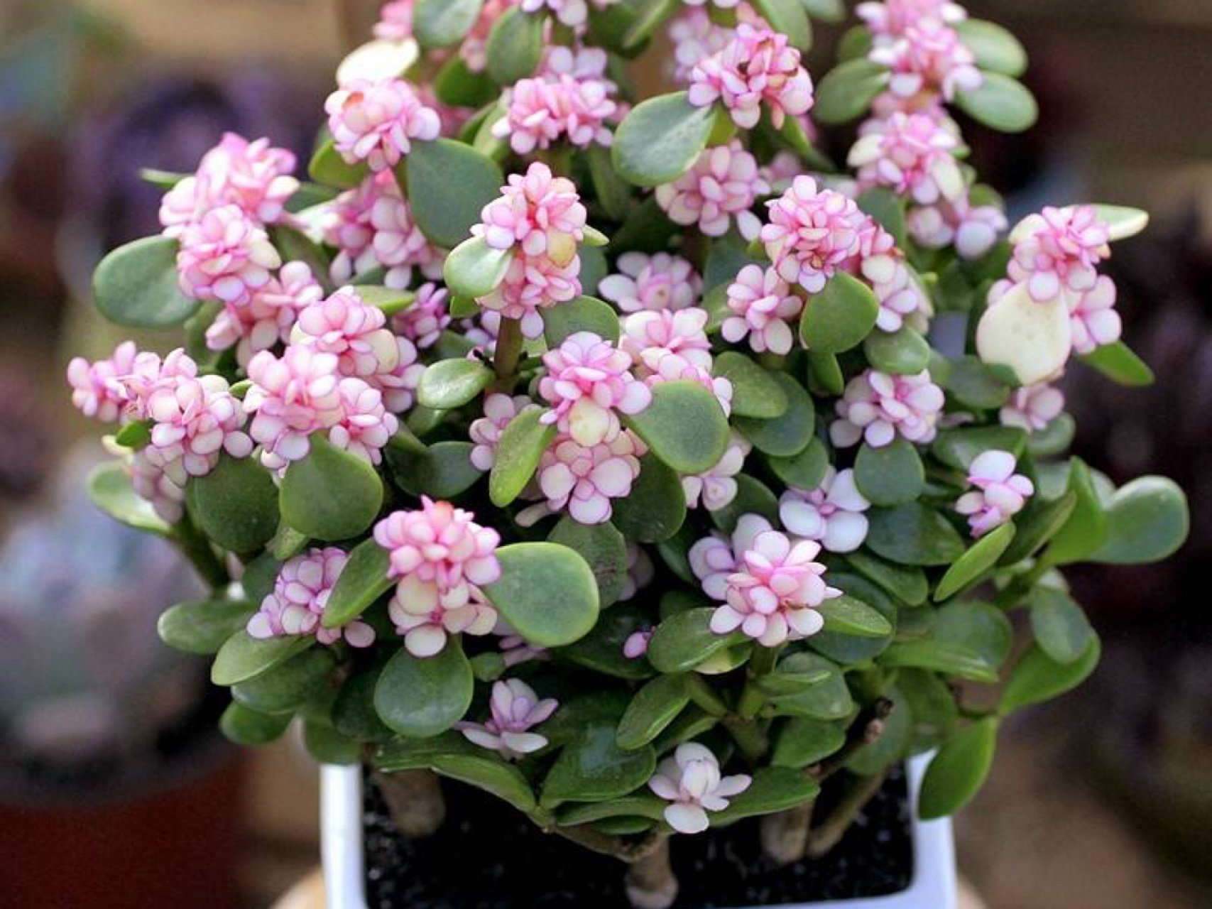 每日一花|金枝玉叶 金枝玉叶:别名马齿苋树,银杏木,为刺戟木科树马齿