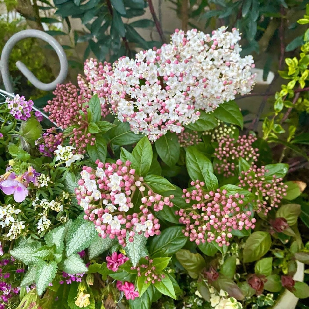 植物快乐屋—"地中海荚迷" viburnum tinus l.