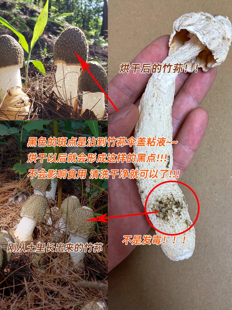 竹荪变质腐坏图片图片