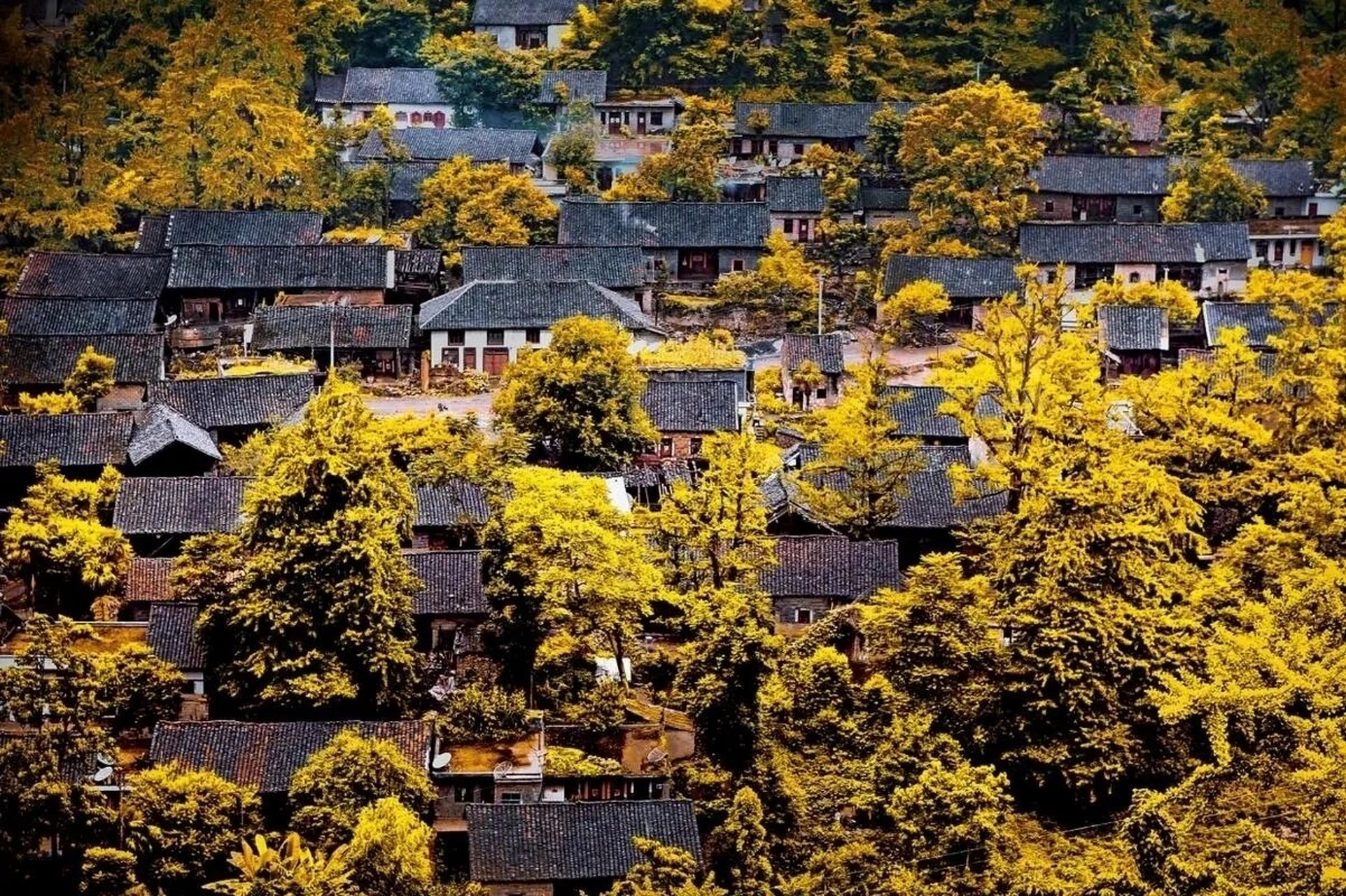 世界古银杏之乡|妥乐村|秋季必打卡之地92 从来银杏不负秋,如画山河