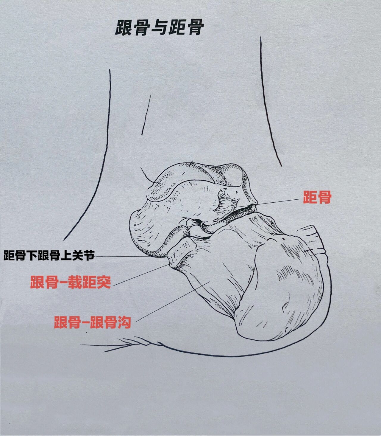 根骨的解剖结构图片图片