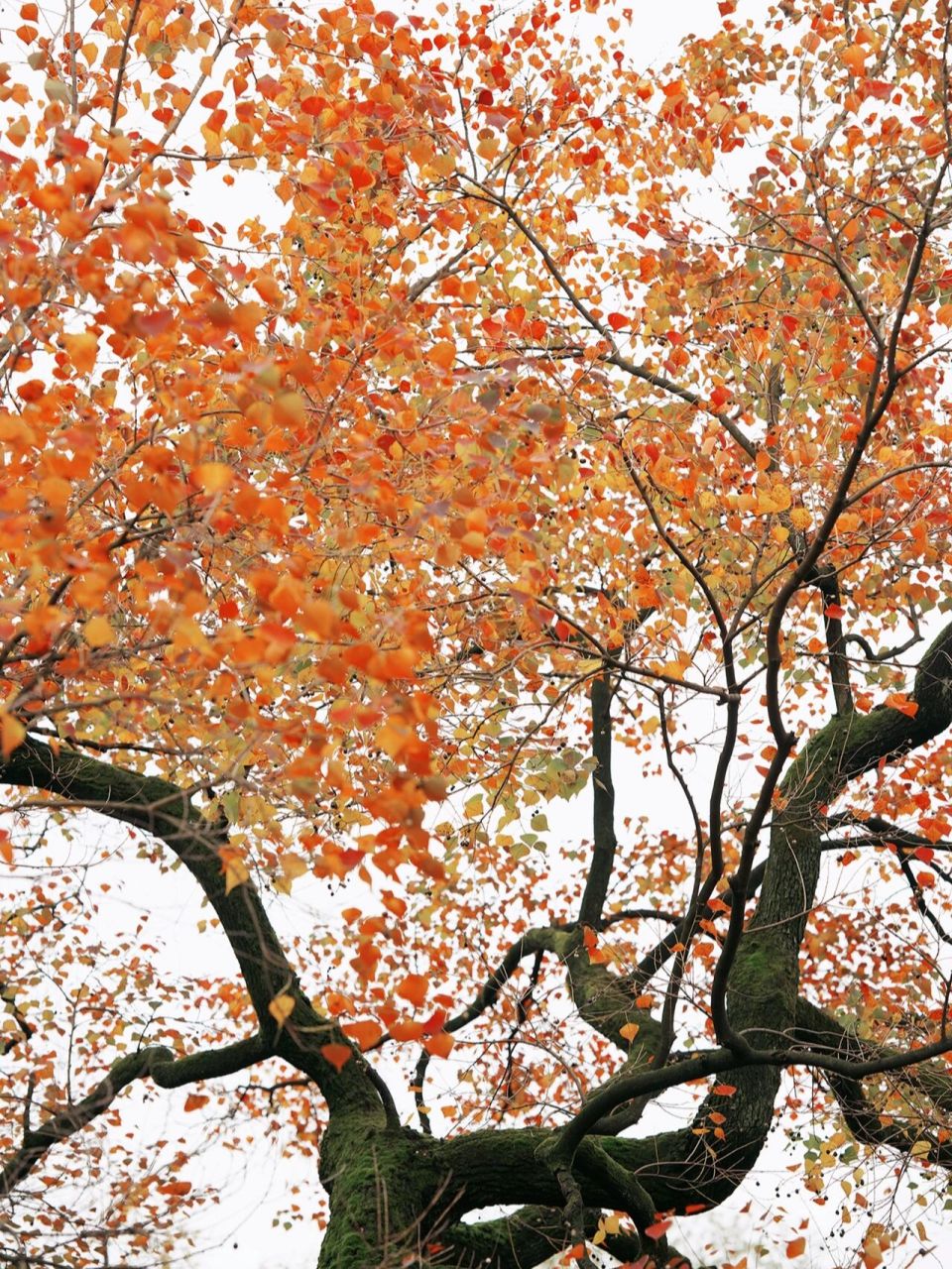 秋日美图/园林美图分享 #苏州园林# #秋天# #落叶# #治愈系风景