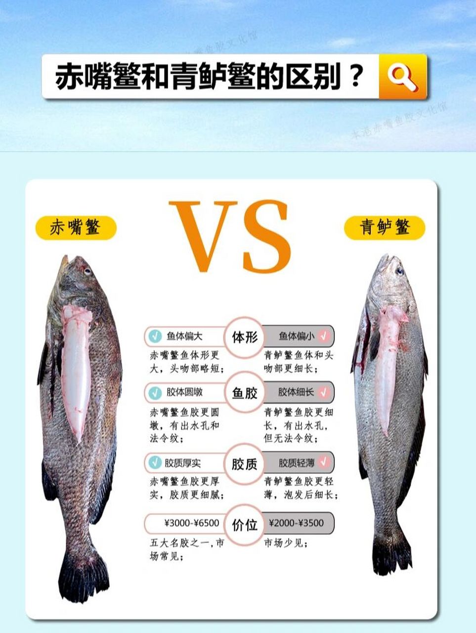 种是赤嘴鳘,学名双棘原黄姑鱼,其鱼鳔干制品为五大名胶之一的赤嘴鱼胶