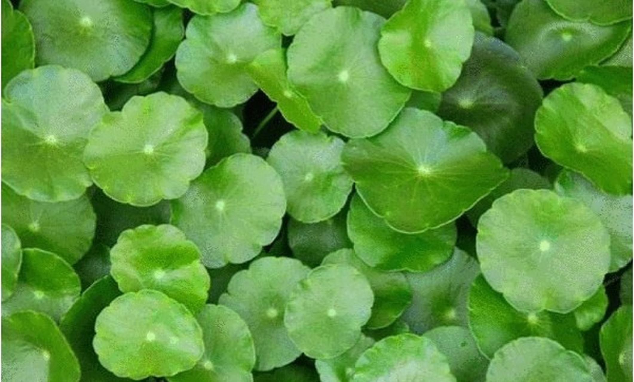 积雪草 — urena lobata 形科,积雪草属 可入药,药性寒凉似雪 别名:崩