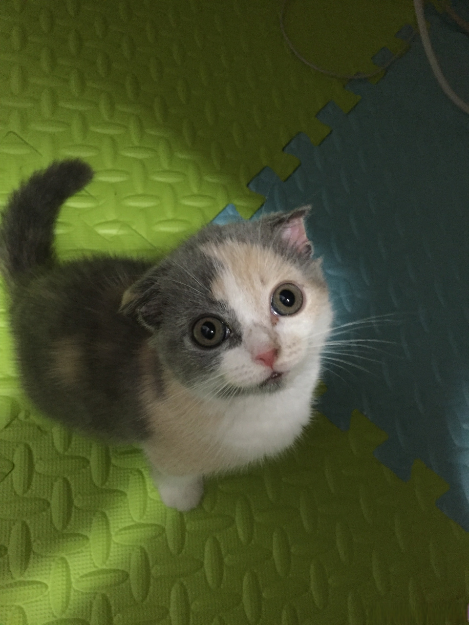 萌喵一箩筐# 这几张照片肯定没人见过!最近忙,没拍新照片