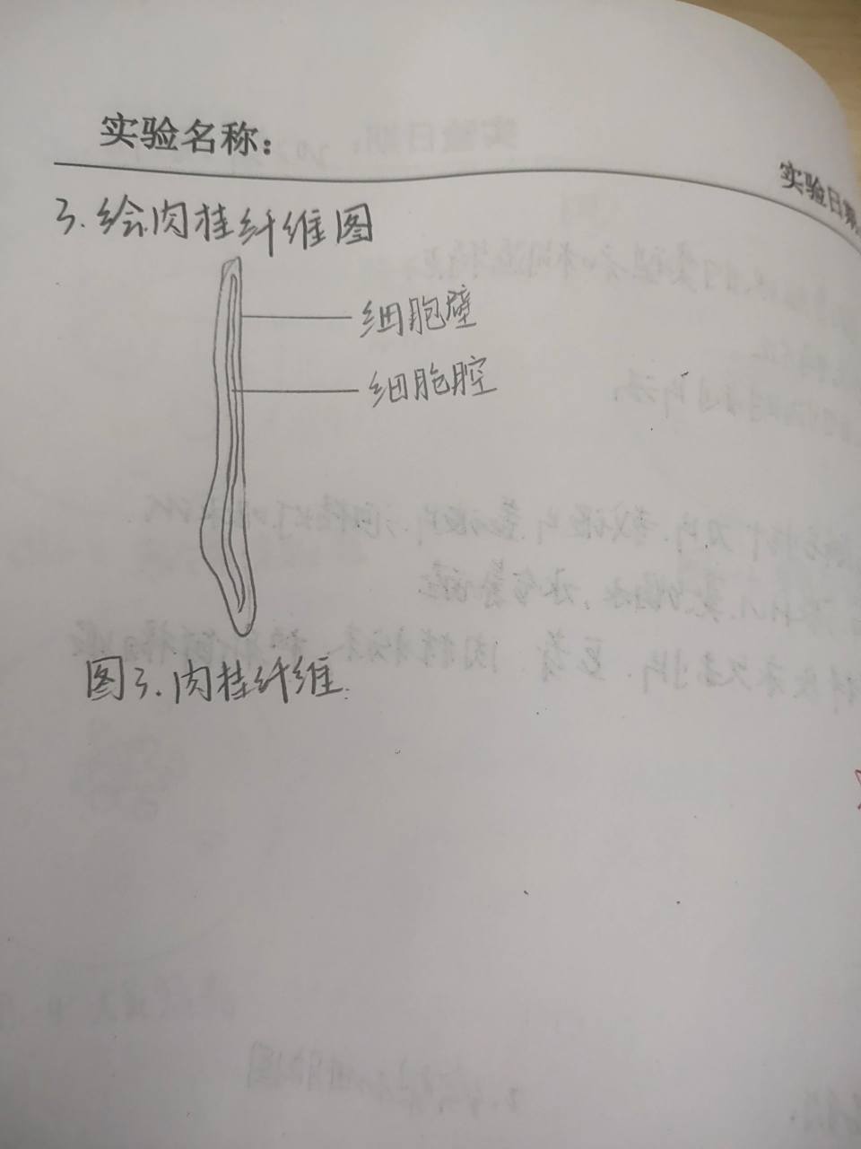 显微镜下观察豆芽导管,梨石细胞肉桂纤维             植物的组织实验