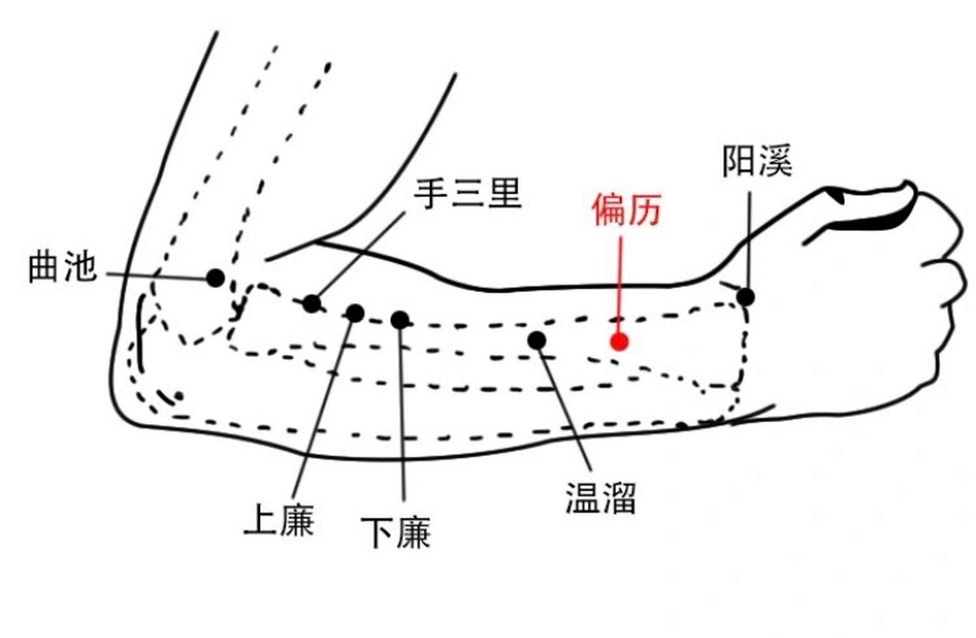 属手阳明大肠经.偏历是手阳明大肠经的络穴.
