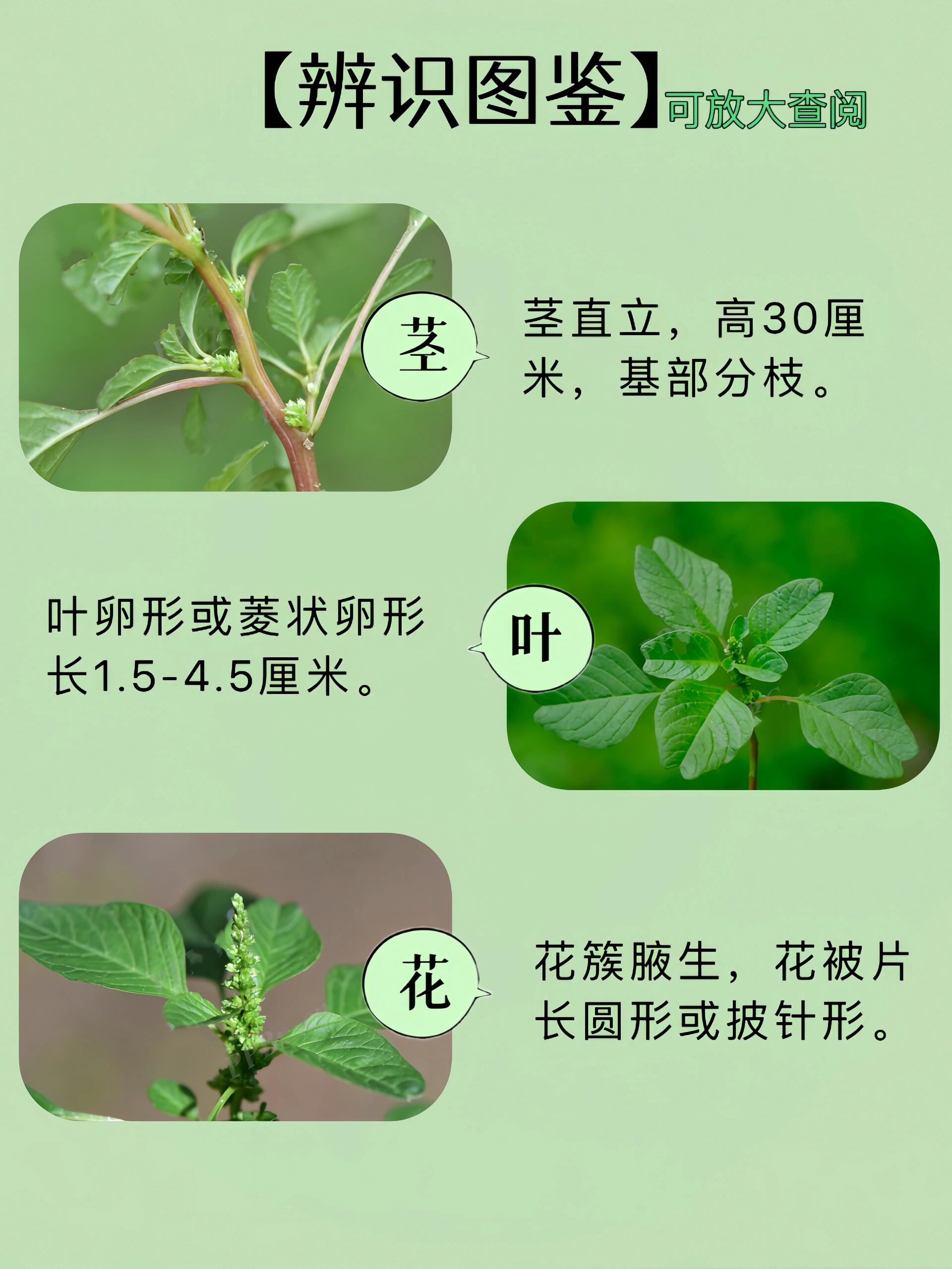 03861野菜|探索野苋菜,田园美食,天然营养