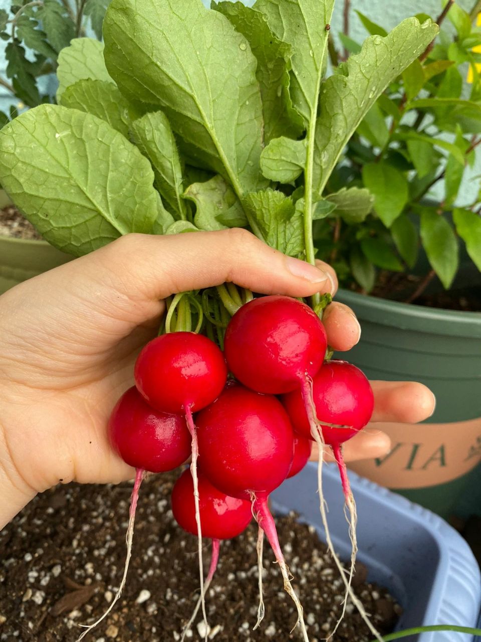 樱桃萝卜新手向 第一次种樱桃萝卜,真的是一天胖一圈,拔萝卜的时候希