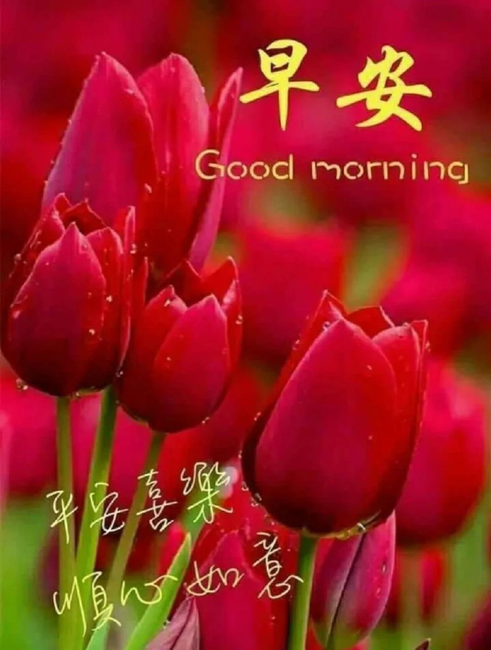美丽的郁金香 早安77平安永相伴,幸福长相随!