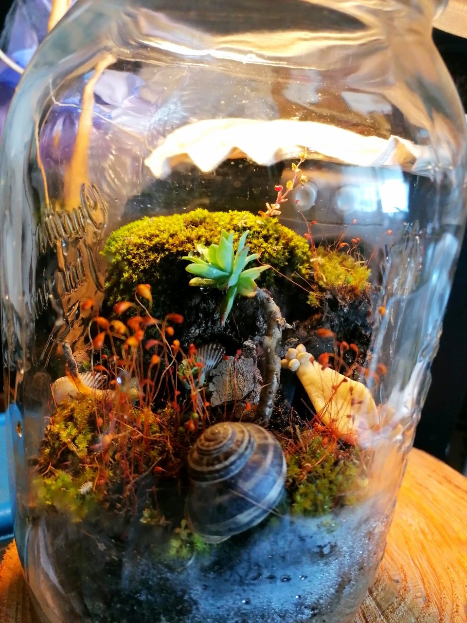 密封生态瓶 第一次制作这种密封生态瓶,希望能顺利的一直活下去!