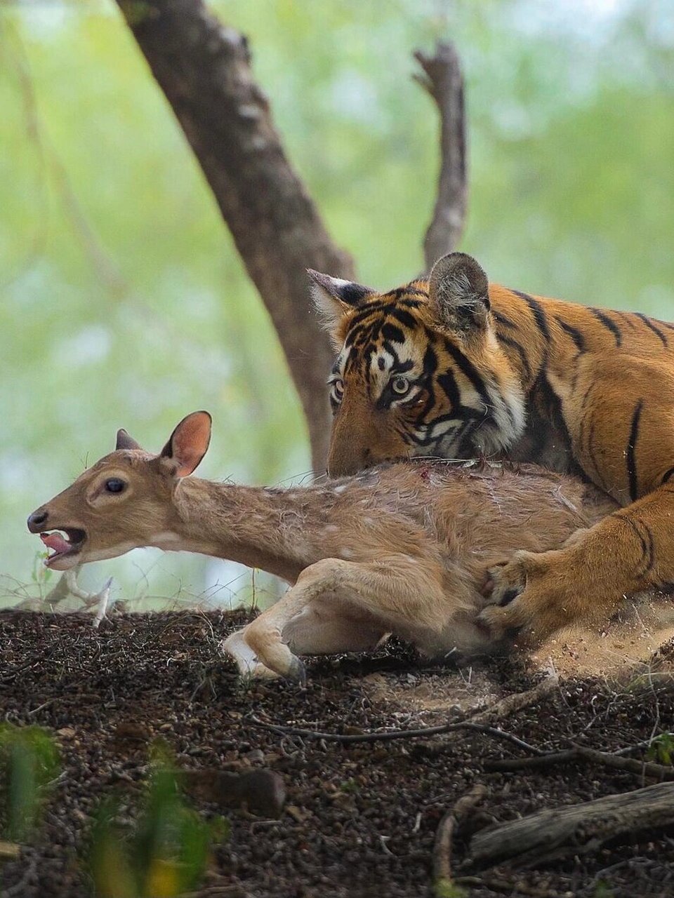 老虎:也是为了不饿肚子! 一只老虎捕食镜头
