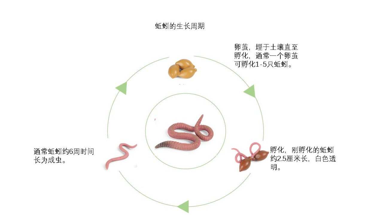 蚯蚓的天敌图片