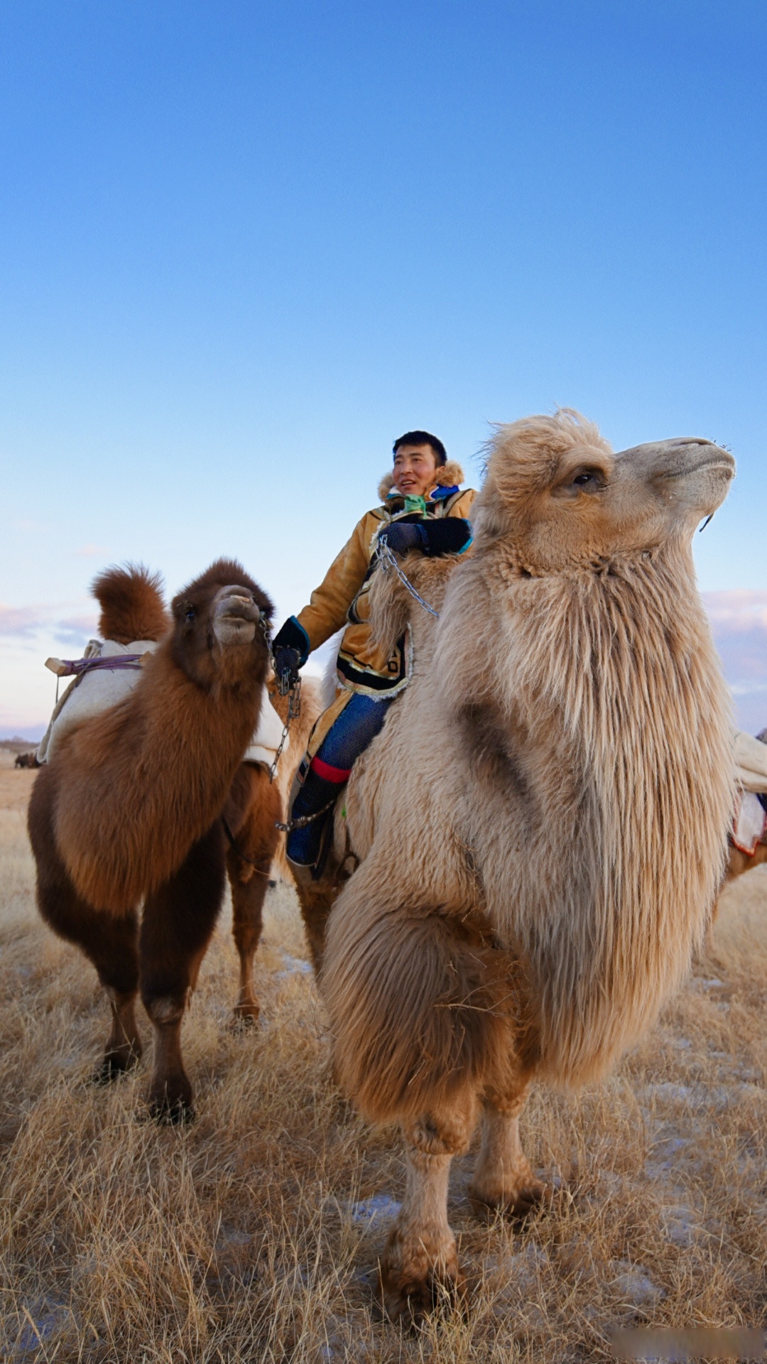 锡林郭勒天边的骆驼图片天边的骆驼内蒙古骆驼骆驼的图片真实照片骆驼