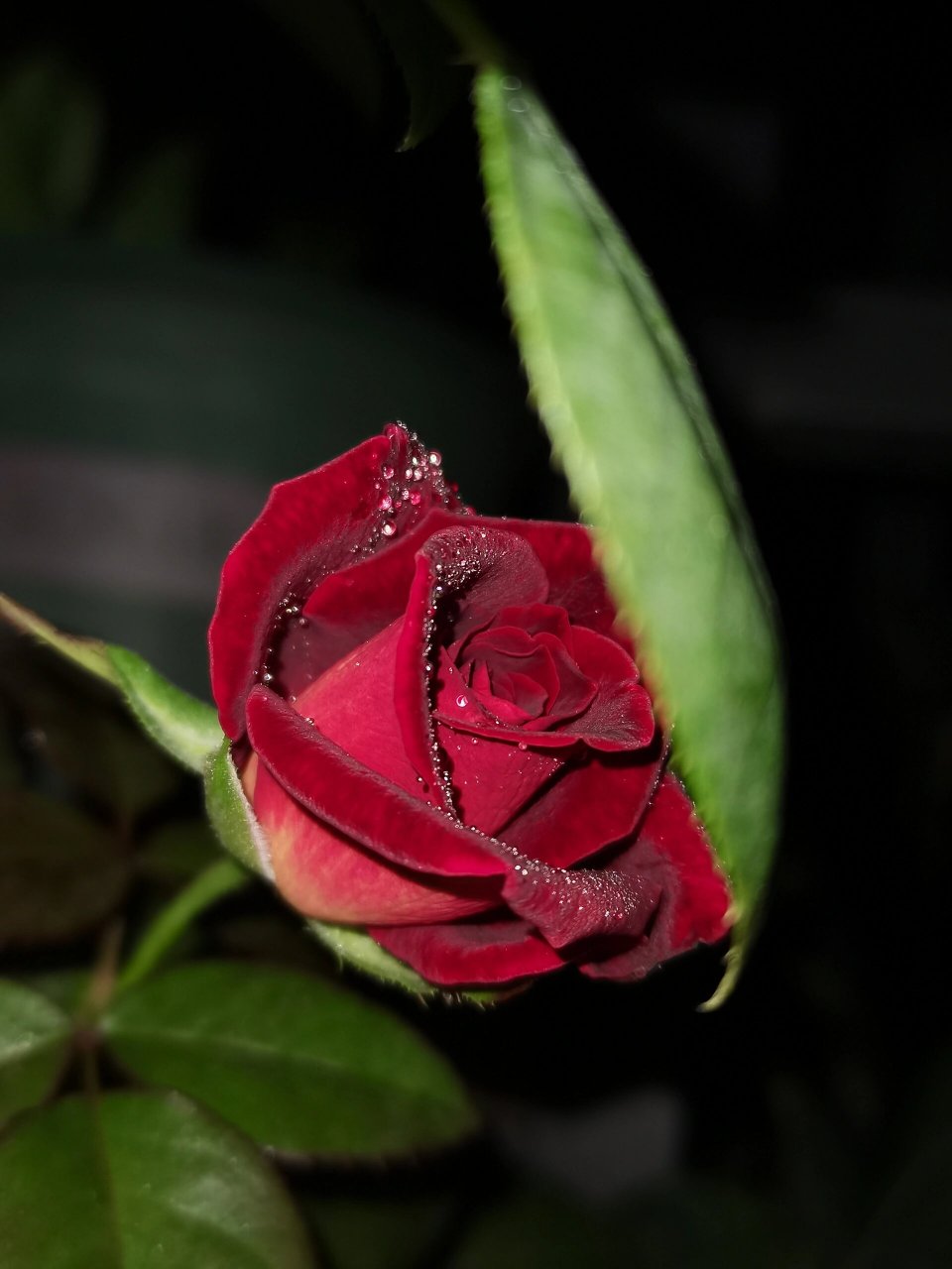 月季骇客 高贵的样子