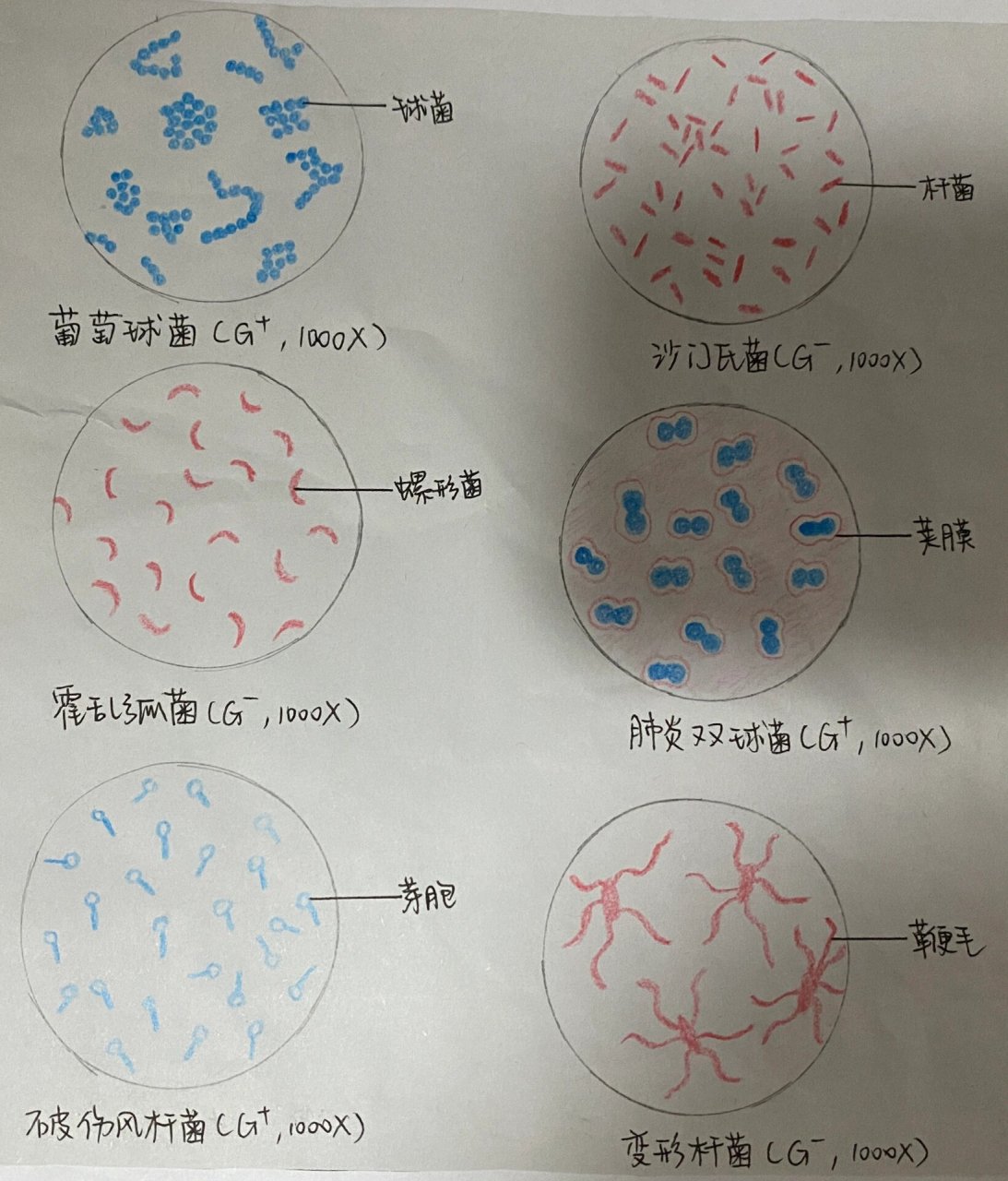 大肠杆菌手绘图红蓝图片