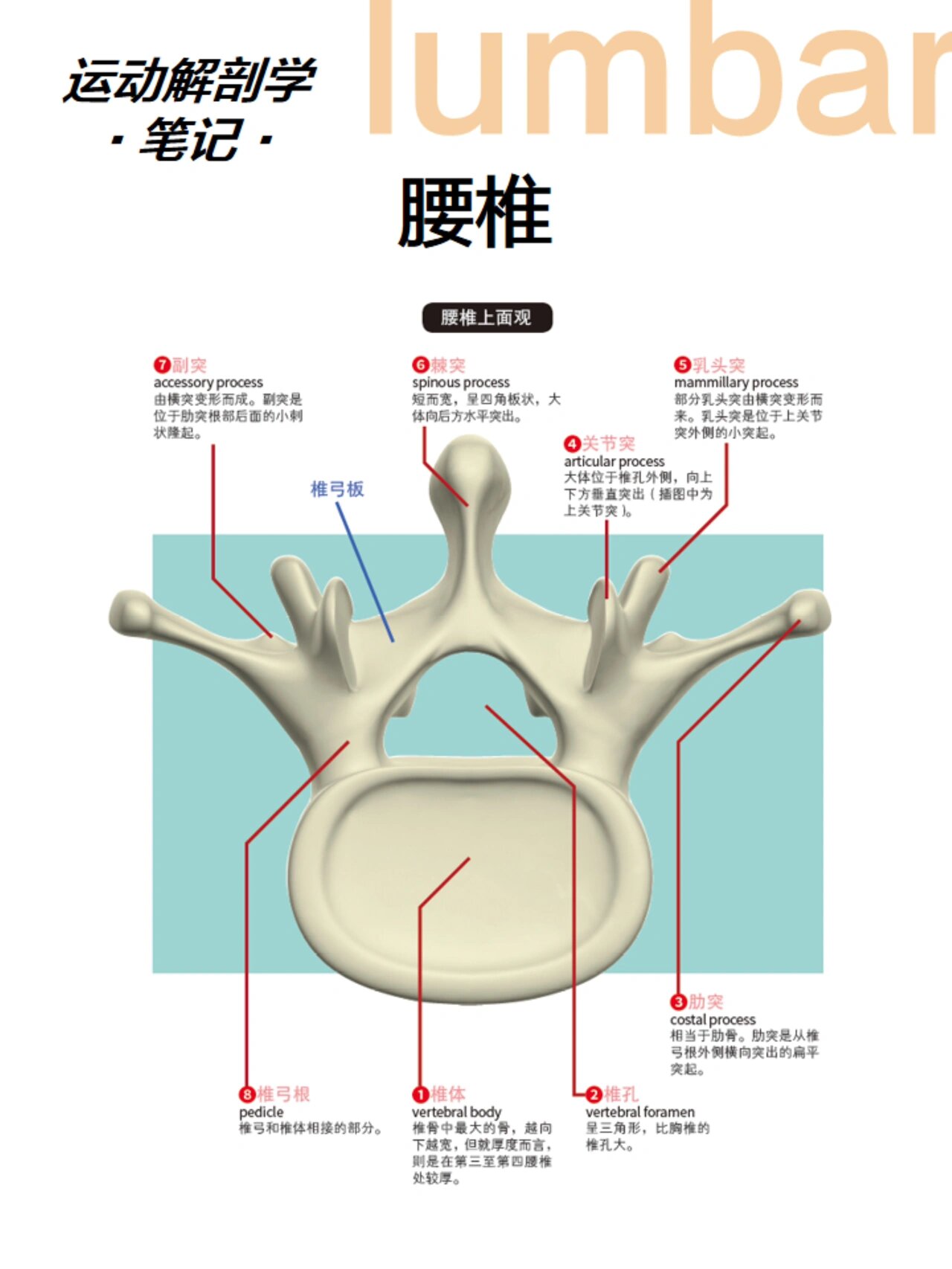 因为腰椎不像胸椎那样有肋骨支撑,所以结构非常不稳定