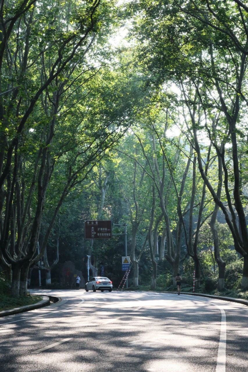 南京梧桐树最美的地方图片
