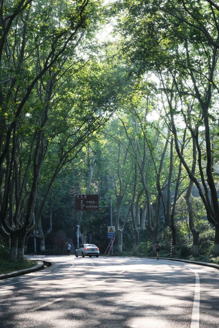 赴了夏天的约95 时隔多年又来南京城,这次是因梧桐树而来!
