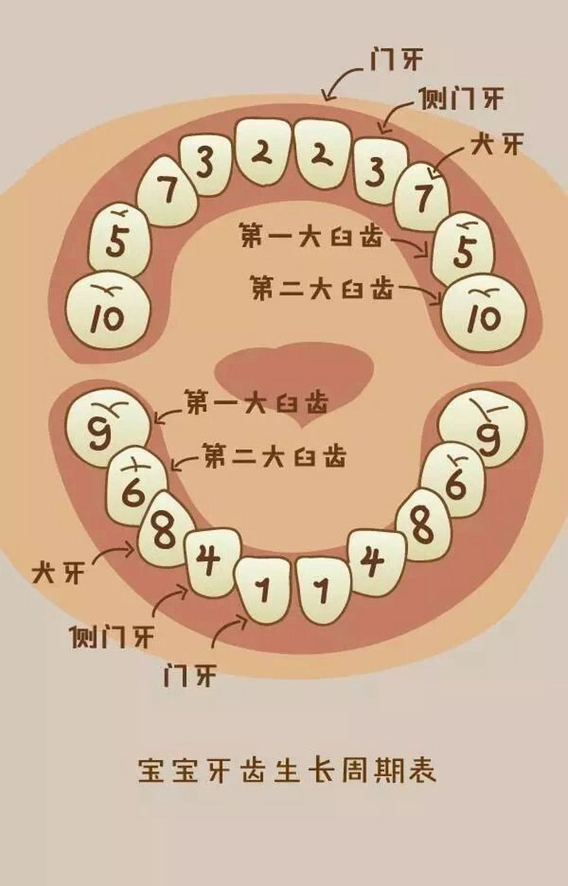 乳牙标记法ABCD图片