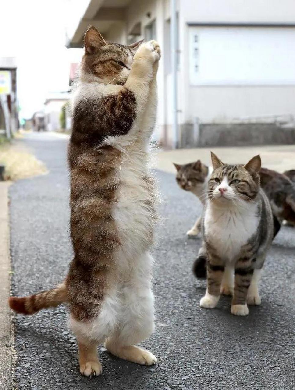 这只猫站立起来像是在祷告,旁边几只猫围着看它,难道这就是圣火喵喵吗