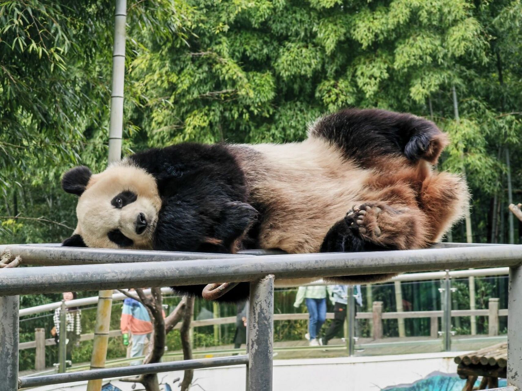 南山竹海景区的国宝大熊猫 南山竹海景区有两只大熊猫,一只叫星安