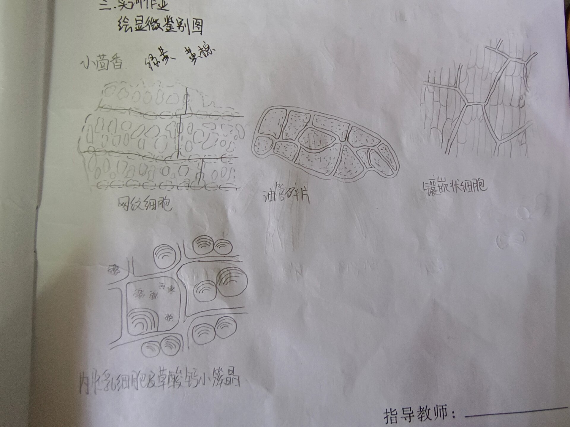 小茴香显微鉴定手绘图图片