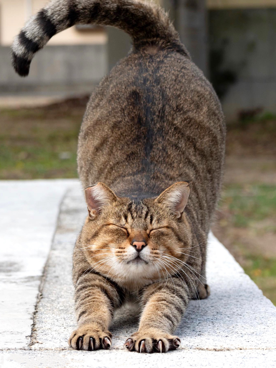 猫科动物伸懒腰图片